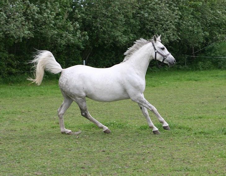 DSP Dorreen billede 4