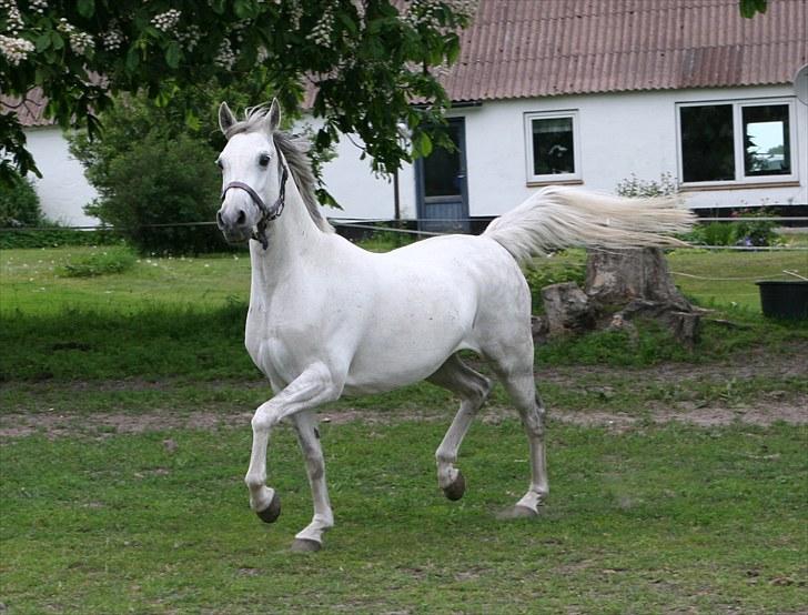 DSP Dorreen billede 5