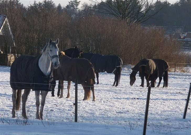 Dansk Varmblod Brunshøj Guiseppo billede 11