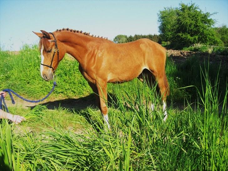 DSP ¤ Nørringsholms Tammadoor - 09-05-2008 billede 1