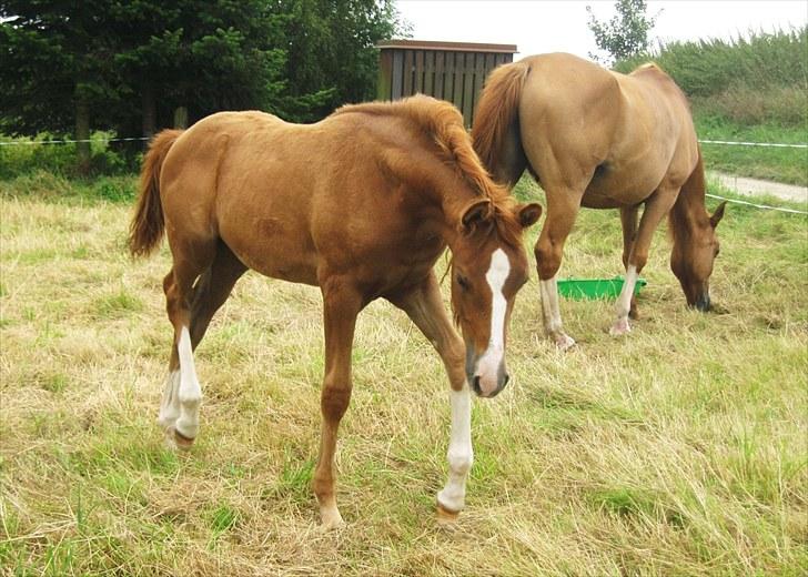 DSP ¤ Nørringsholms Tammadoor - 11-08-2007 billede 2