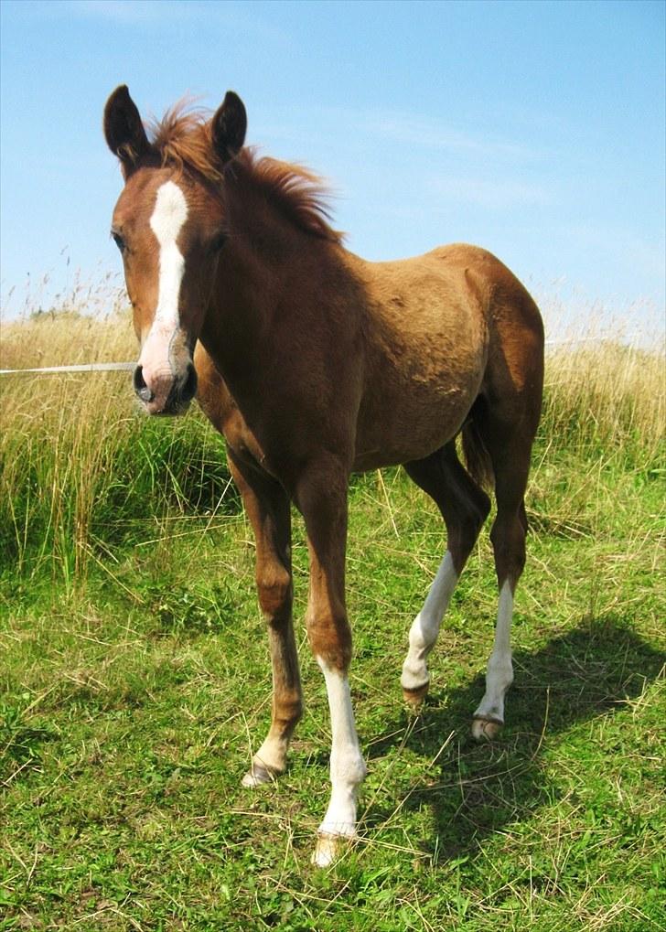 DSP ¤ Nørringsholms Tammadoor - 11-08-2007 billede 3