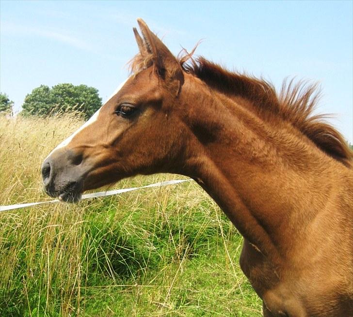 DSP ¤ Nørringsholms Tammadoor - 11-08-2007 billede 4