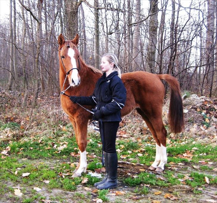 DSP ¤ Nørringsholms Tammadoor - 22-11-2008 billede 5