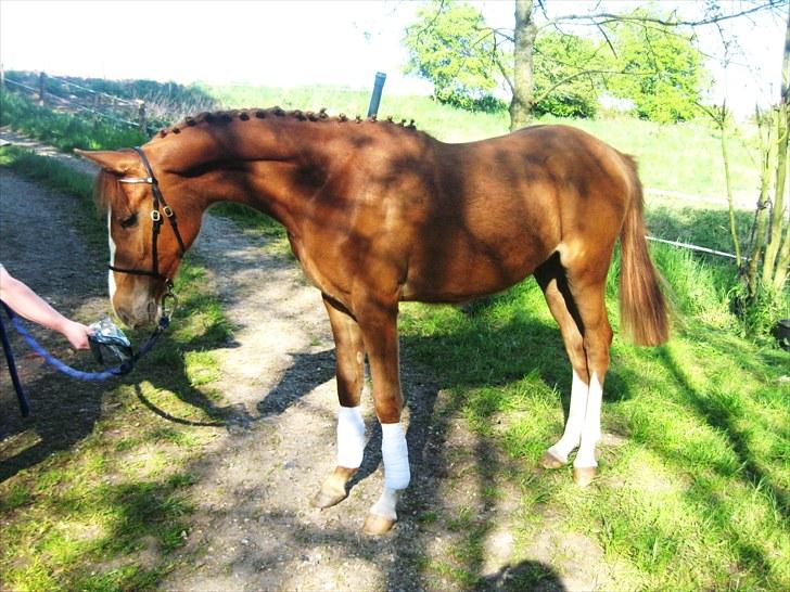 DSP ¤ Nørringsholms Tammadoor - 09-05-2008 billede 6