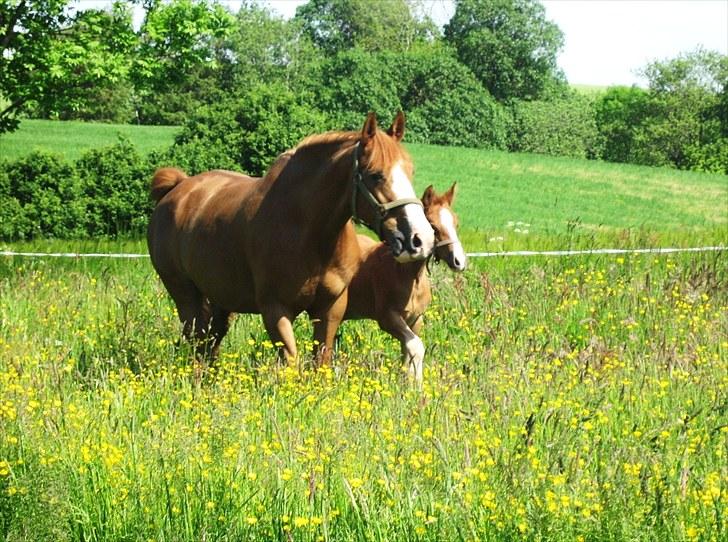 DSP ¤ Nørringsholms Tammadoor - 03-06-2007 billede 7