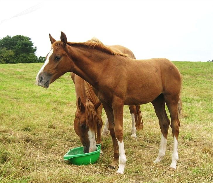 DSP ¤ Nørringsholms Tammadoor - 11-07-2007 billede 8