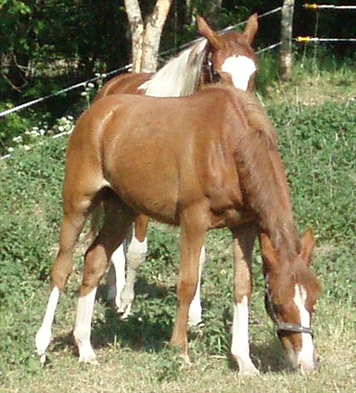 DSP ¤ Nørringsholms Tammadoor - 22-05-2008 billede 10