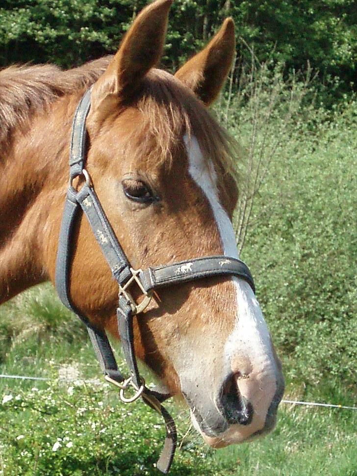 DSP ¤ Nørringsholms Tammadoor - 22-05-2008 billede 11