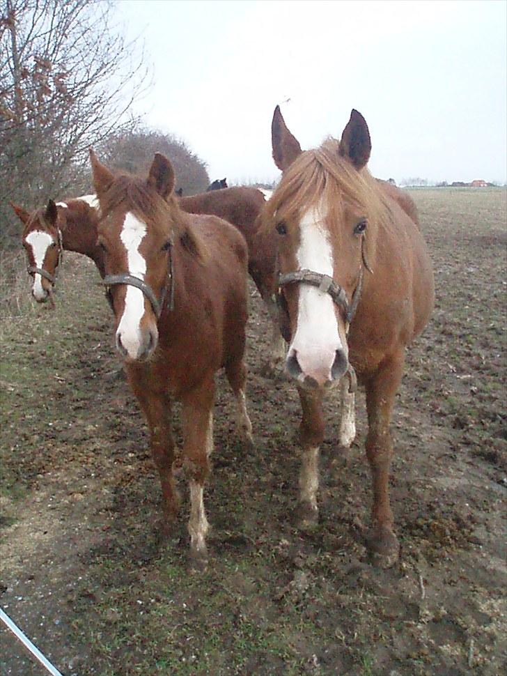 DSP ¤ Nørringsholms Tammadoor - 09-02-2008 billede 12