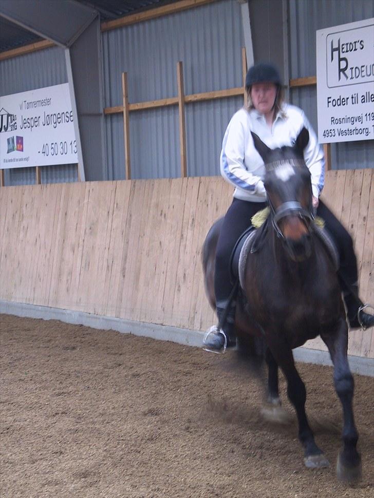 Dansk Varmblod galanta bortgivet billede 17