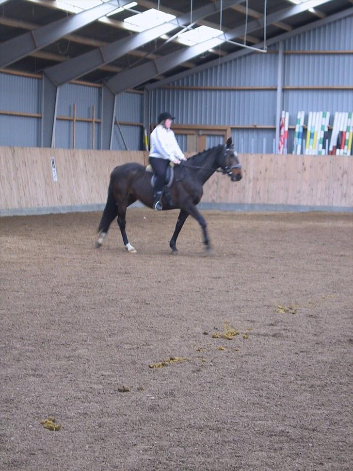 Dansk Varmblod galanta bortgivet billede 18