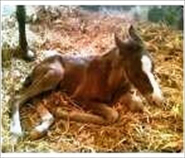 DSP ¤ Nørringsholms Tammadoor - 30-04-2007 billede 13