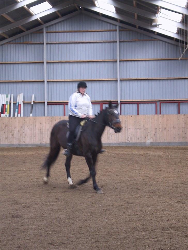 Dansk Varmblod galanta bortgivet billede 19