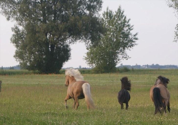 Islænder *Dana fra Fensmark - Lidt dårligt billede af hende billede 6