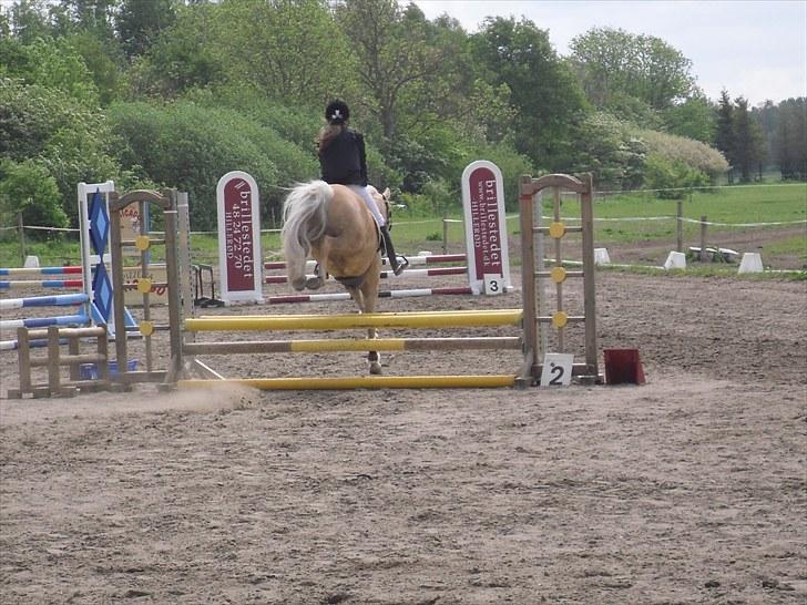 Welsh Pony af Cob-type (sec C) Ræveskiftets Nardi B-Pony RIP billede 13