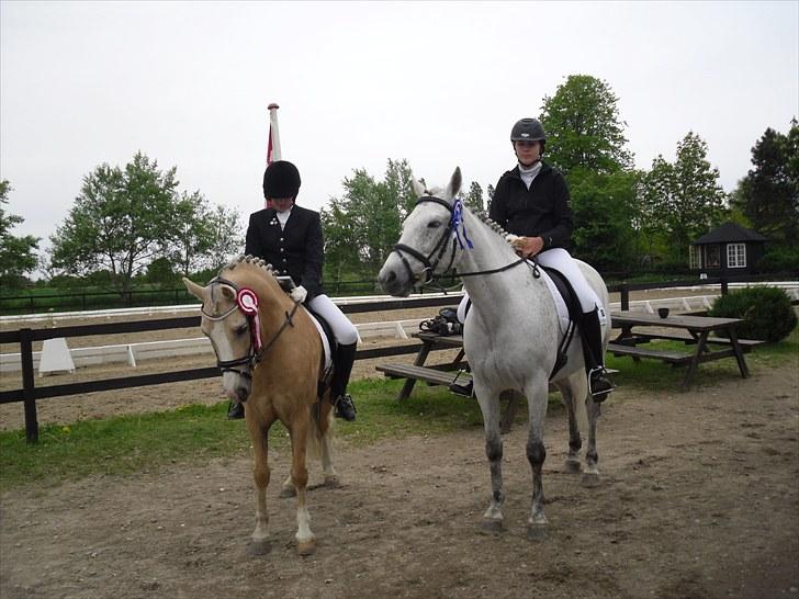 Welsh Pony af Cob-type (sec C) Ræveskiftets Nardi B-Pony RIP billede 15