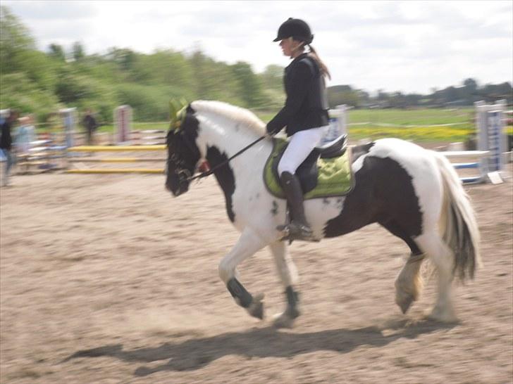 Irish Cob Mars Solgt :( billede 10