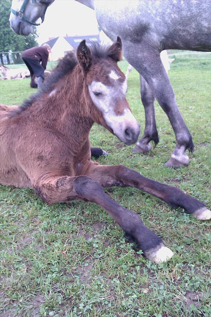 Connemara <3Asasara Hugin<3 billede 5