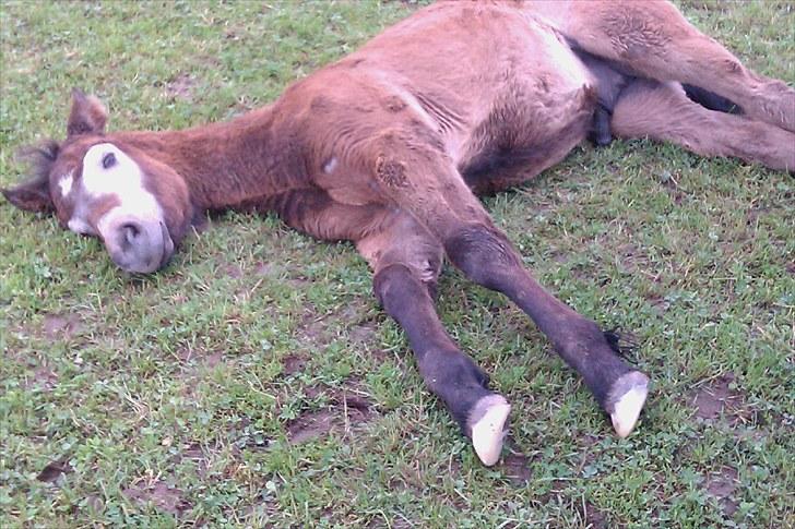 Connemara <3Asasara Hugin<3 billede 6