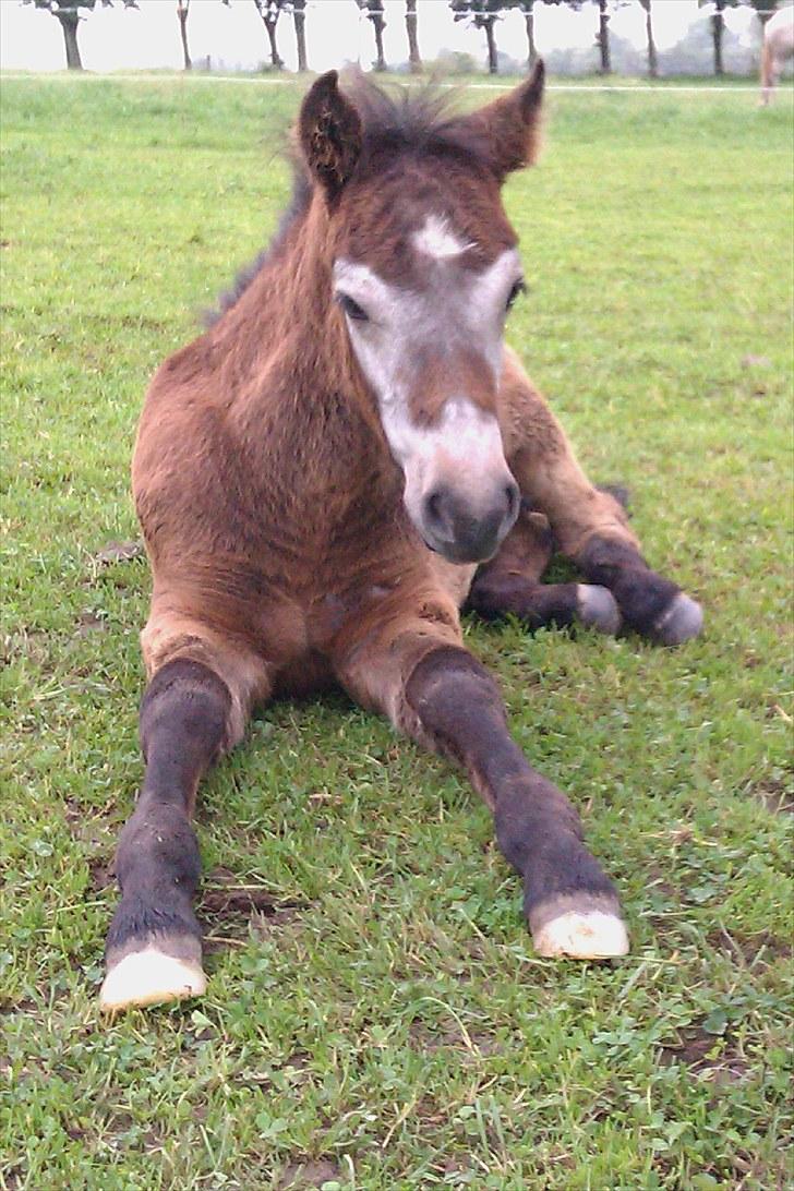 Connemara <3Asasara Hugin<3 billede 7