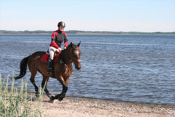 Anden særlig race Spangbogaards Felix (Red) billede 17