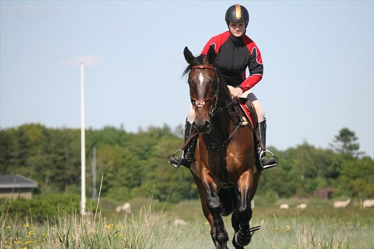 Anden særlig race Spangbogaards Felix (Red) billede 18