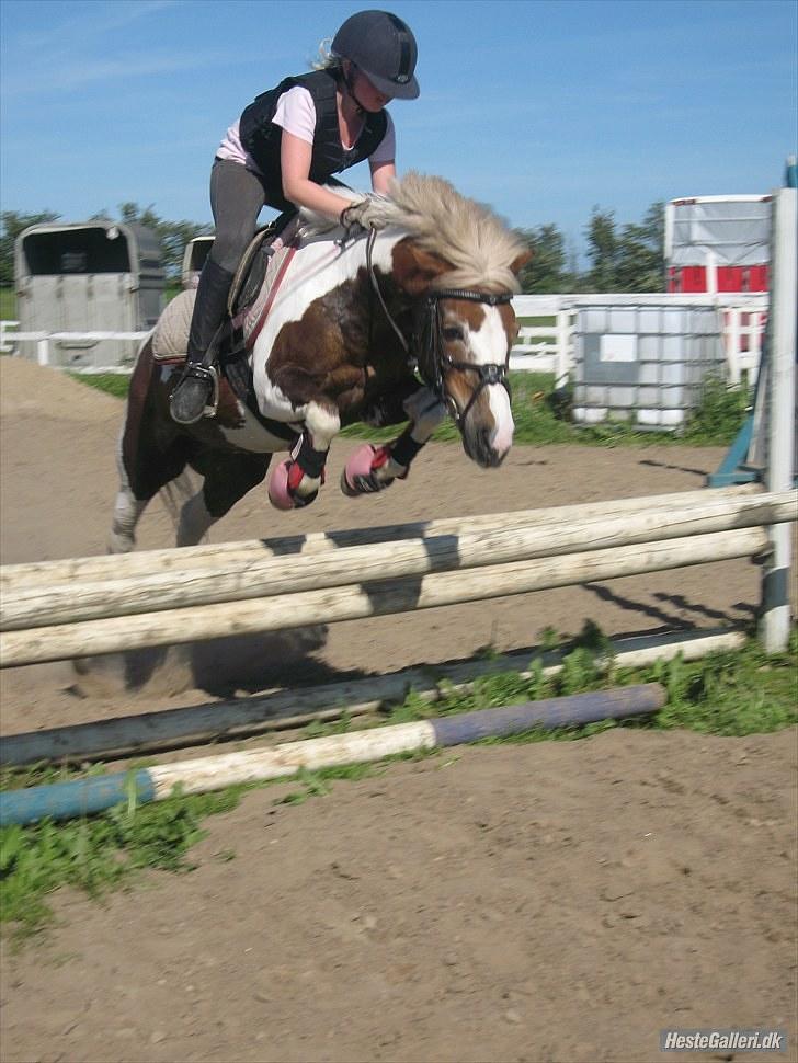 Anden særlig race Dolly (: Red!  - Dolly du er en lille stjerne, elsker dig! Mesterfotograf: Anna Vestergaard! billede 1