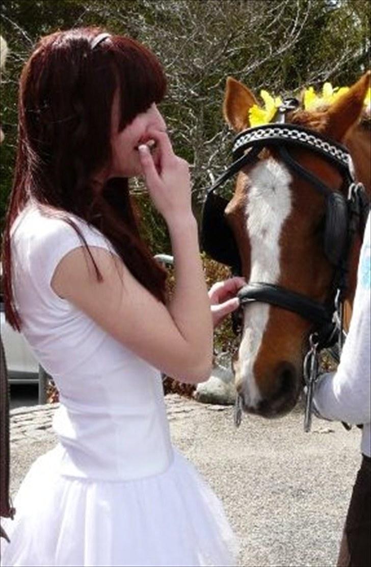 Hollandsk Sportspony Blocklands Hoeves Inge. - Rosa til min konfirmation d.2 maj 2010 billede 16