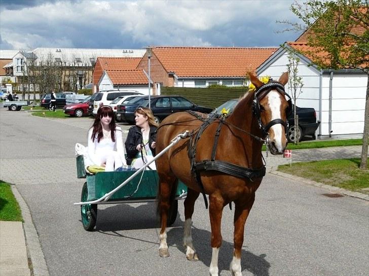 Hollandsk Sportspony Blocklands Hoeves Inge. - Rosa kørte mig hjem fra kirken :´) billede 18