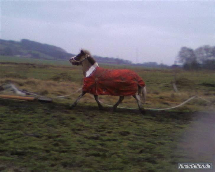 Anden særlig race Dolly (: Red!  billede 6