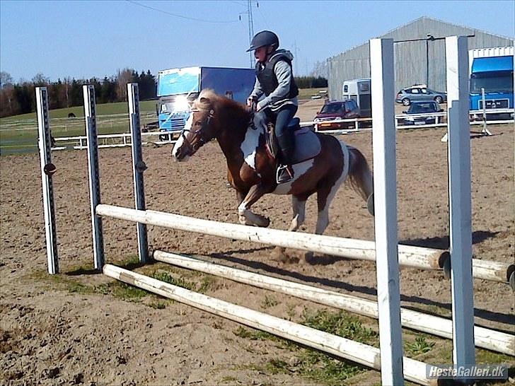 Anden særlig race Dolly (: Red!  - springer! billede 7