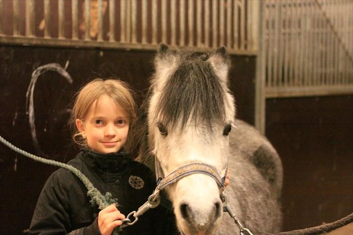 Welsh Pony (sec B) Lukas - Lukas er bare sød med vinterpels billede 7