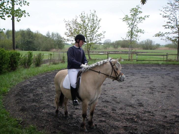 Fjordhest (Bumle)-Bella.. billede 9