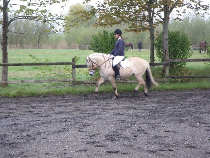 Fjordhest (Bumle)-Bella.. - Dressur Hyppen.. ;D billede 10