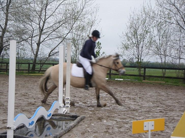 Fjordhest (Bumle)-Bella.. billede 11