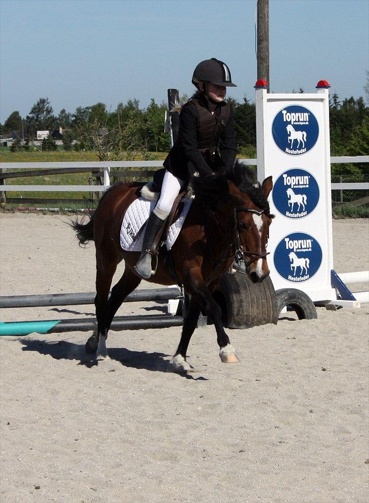Welsh Partbred (Sec F) Cookie - FOTO: Anne-Sofie S. Luther - Team Gadehøj | Cookie til stævne med Rikke :D billede 11
