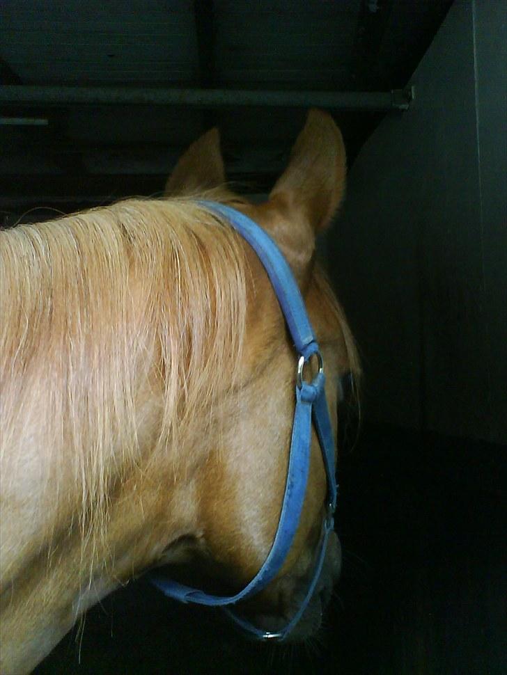 Arabisk fuldblod (OX) Pasqua 3686 *PENSIONERET* - væggen er meget spændende. billede 6