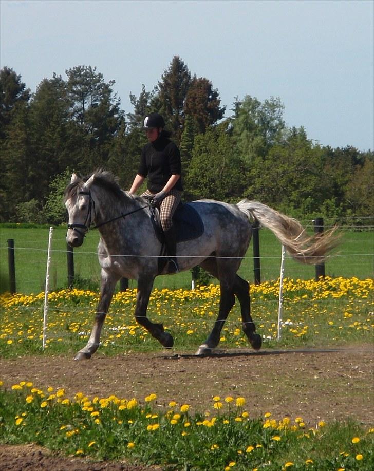 Holstener Contino - Lidt dressur træning. billede 14