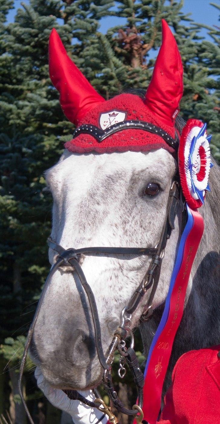 Holstener Contino - Vinder af næst sisten til hubertus 2010 i Nørrelund plantage billede 4
