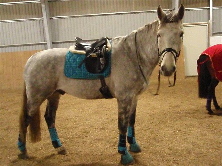 Holstener Contino - Han er bare så smuk :) billede 15