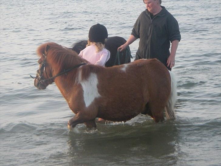 Shetlænder Smølf  - smølf og mig:D billede 18