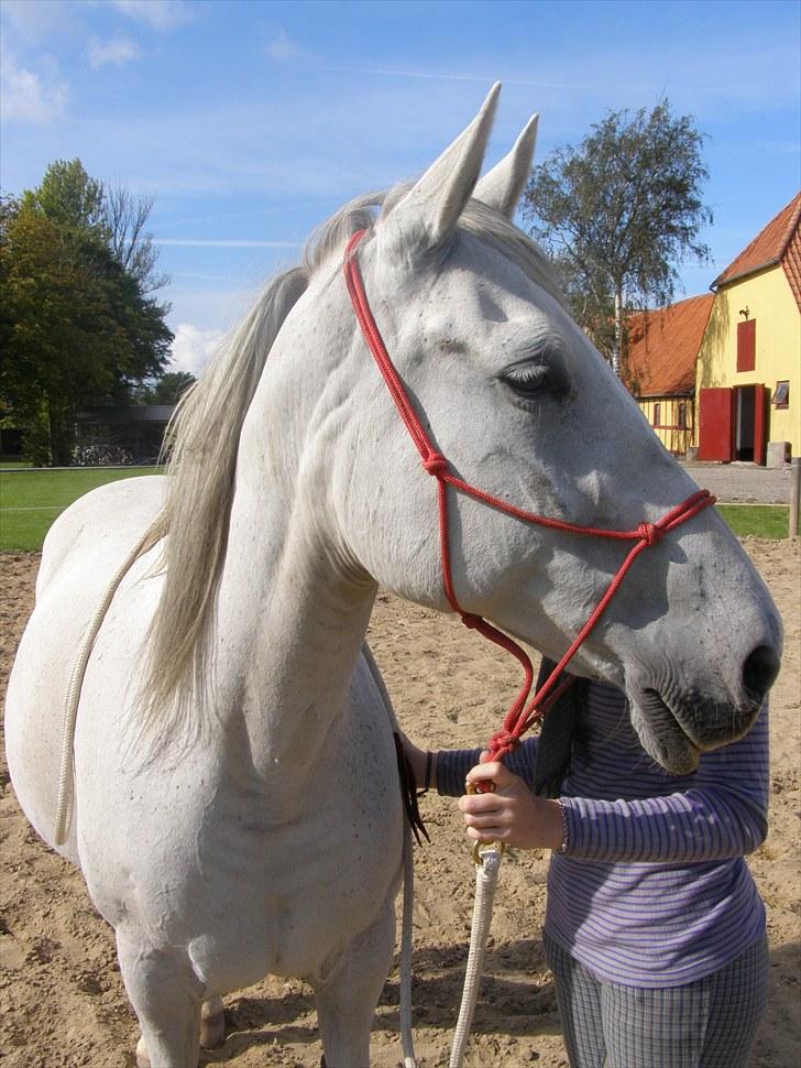 Anden særlig race Tøzen  billede 2