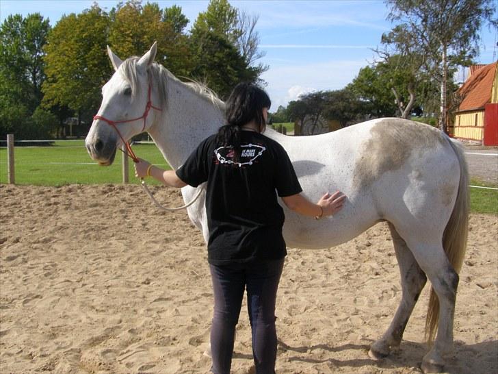 Anden særlig race Tøzen  - Horsemanship i rebgrime. Her at rykke bagparten  billede 4