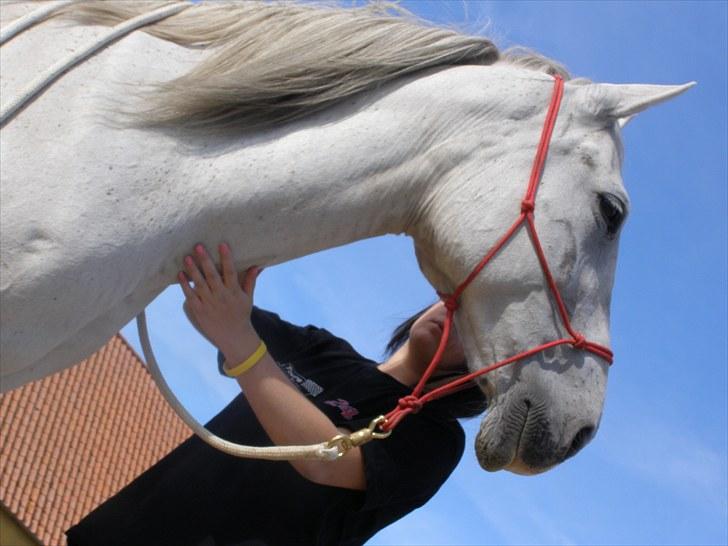 Anden særlig race Tøzen  billede 5