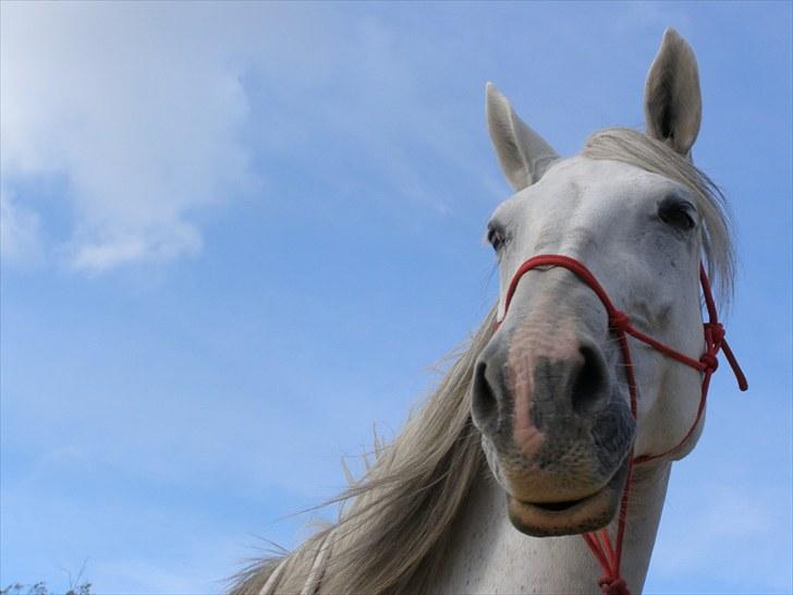 Anden særlig race Tøzen  - Den smukke hest <3 billede 6