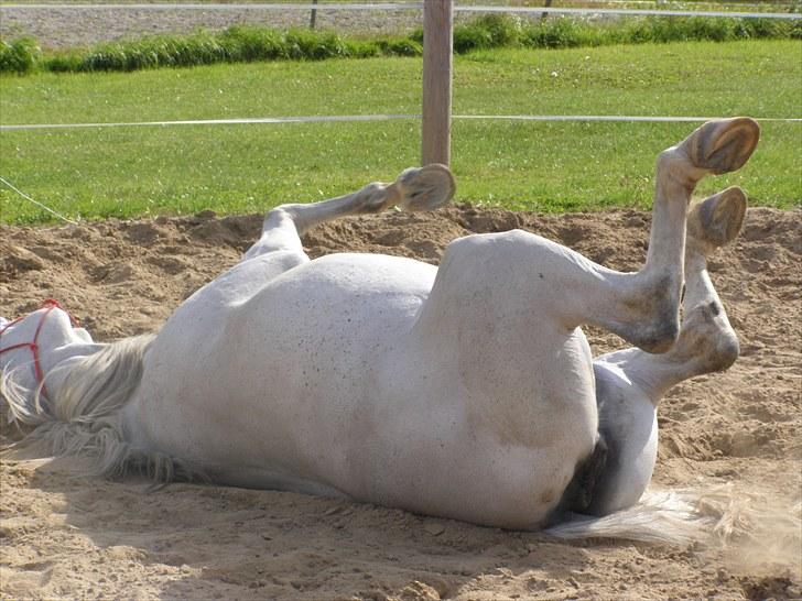 Anden særlig race Tøzen  - Og så ned og svine sig til! billede 7