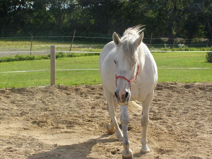 Anden særlig race Tøzen  billede 8
