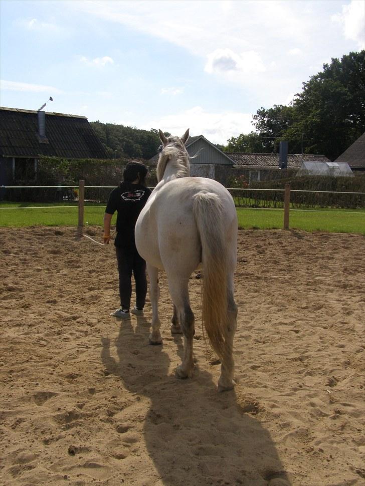 Anden særlig race Tøzen  billede 9