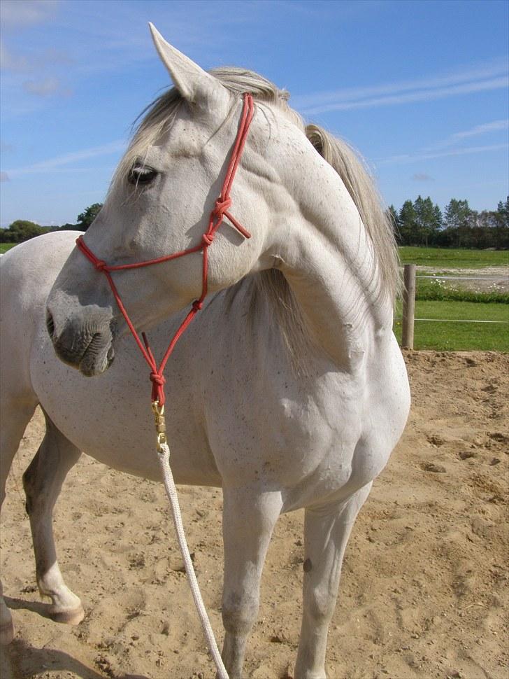 Anden særlig race Tøzen  billede 10